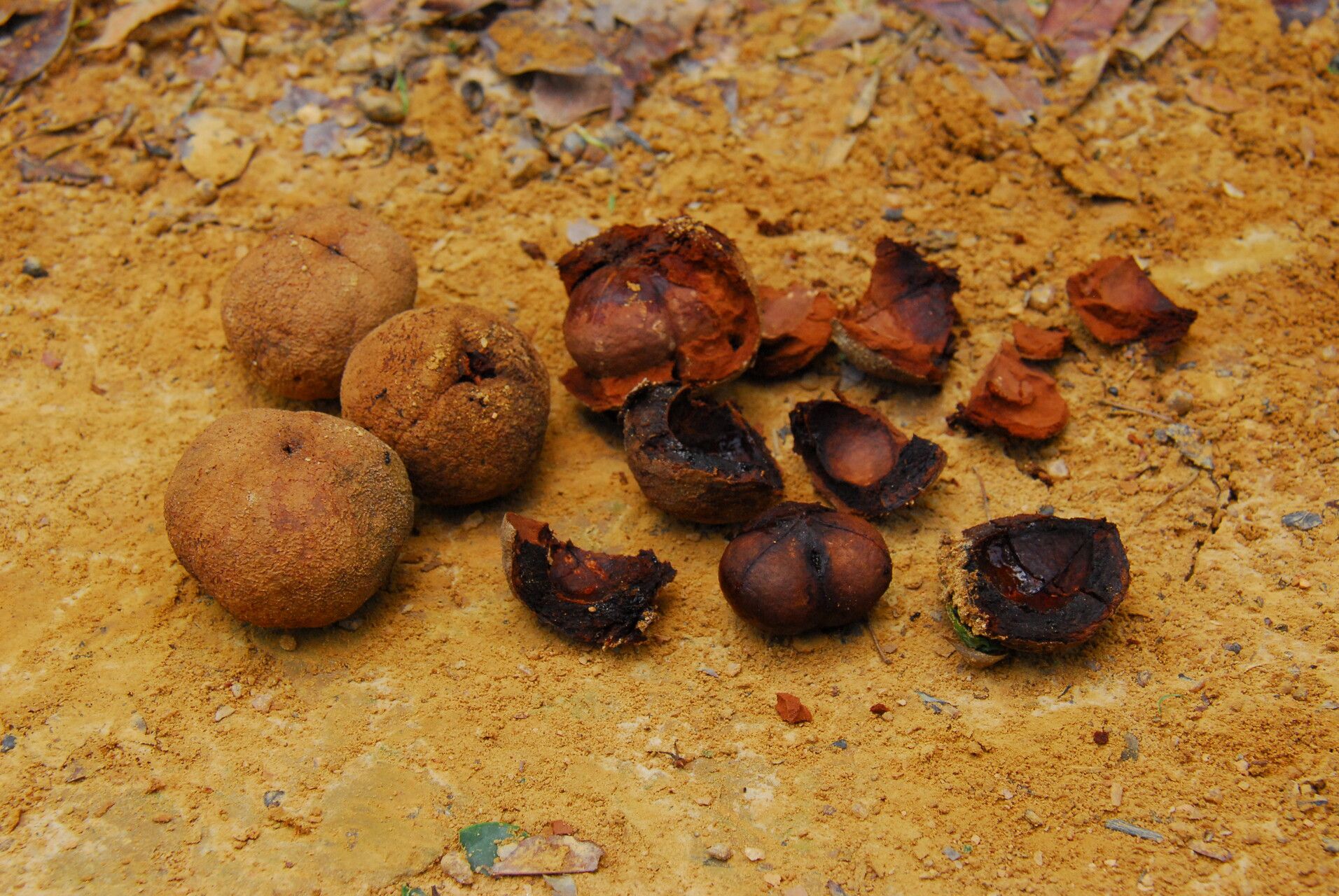 Gymnanthes inopinata fruit