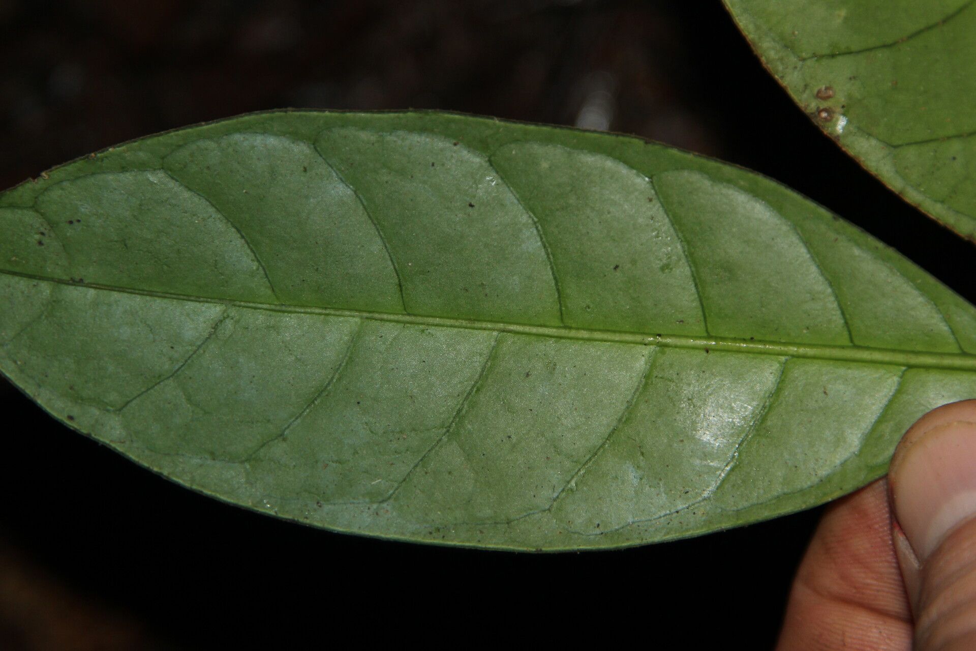 Psychotria subobliqua — houseplant care guide