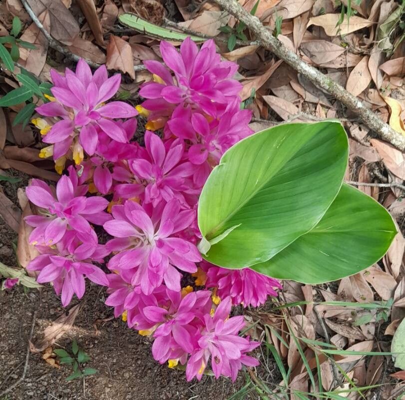 Curcuma neilgherrensis — search result for 'Curcuma'