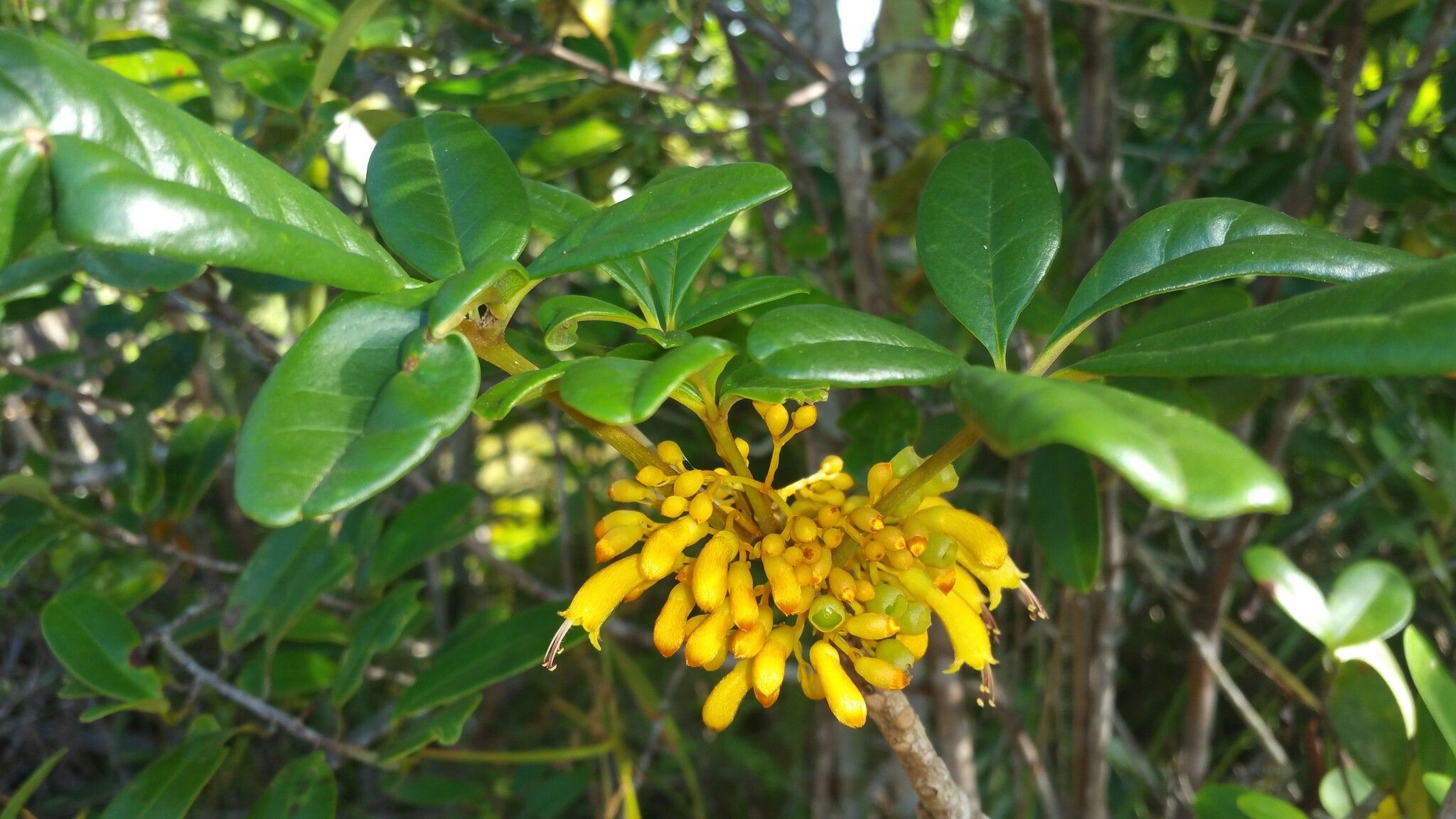 Vitex chrysomallum flower
