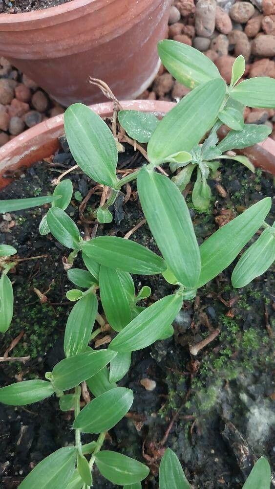 Commelina ramulosa — search result for 'Commelina'
