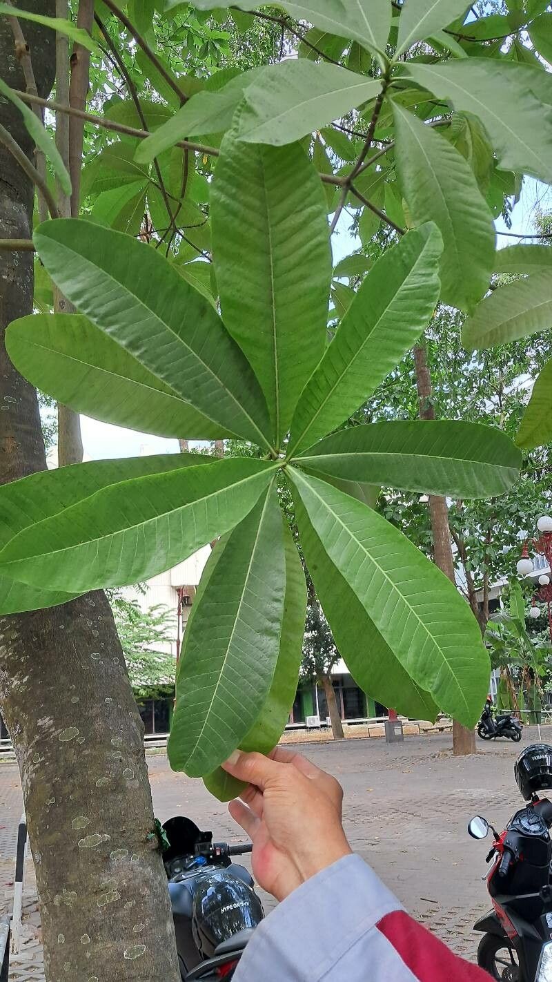 Alstonia spectabilis — search result for 'Alstonia'