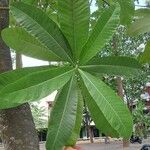 Alstonia spectabilis