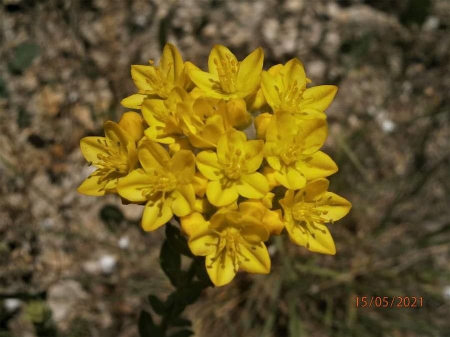 Haplophyllum suaveolens flower