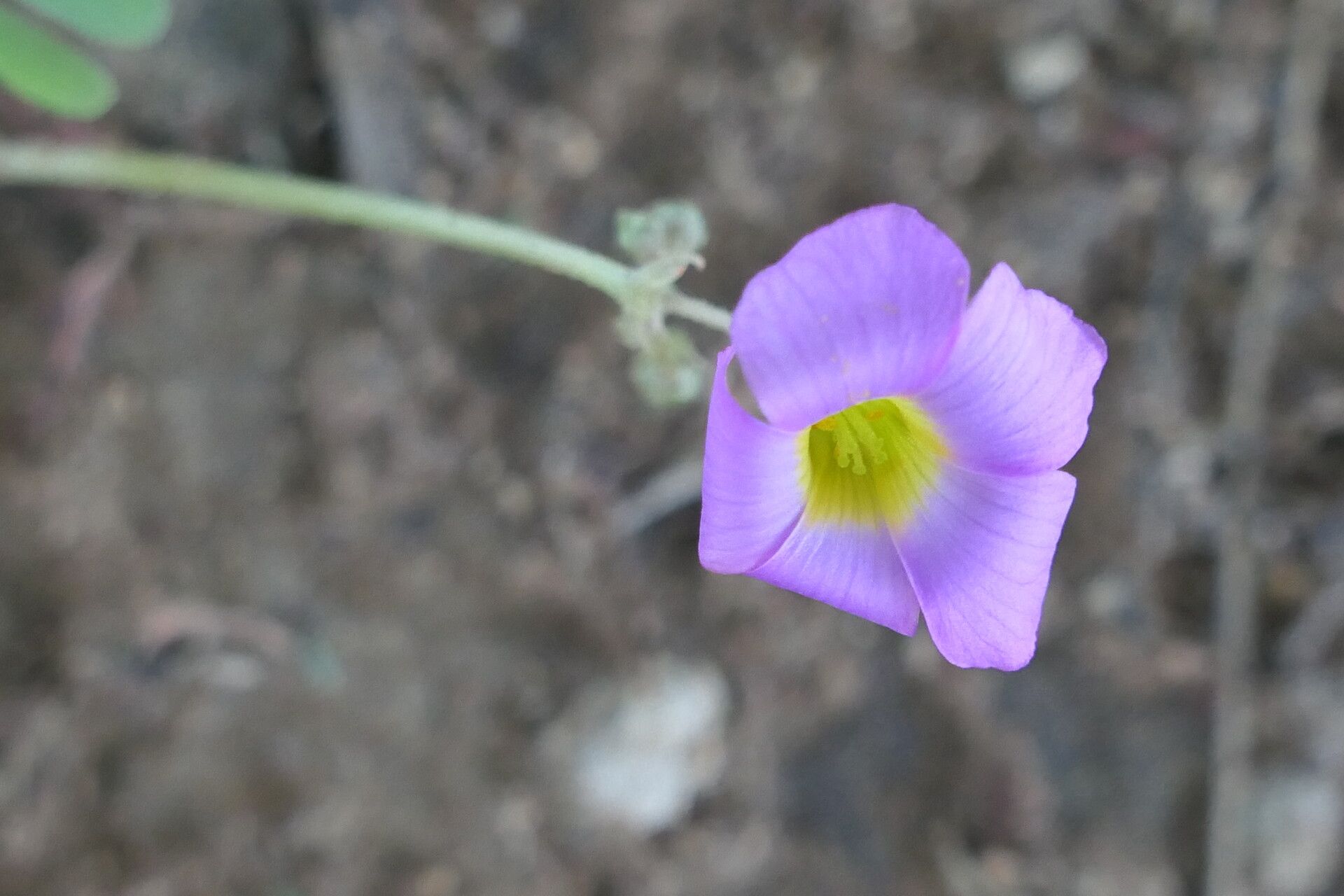 Oxalis purpurascens flower