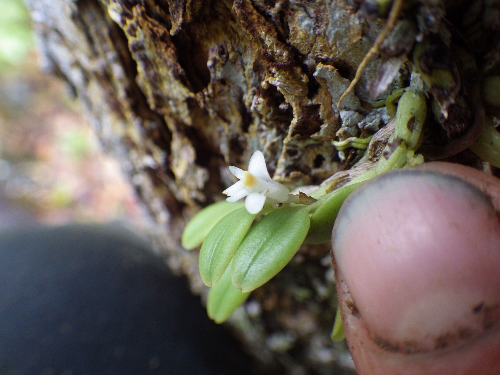 Dendrobium funiforme — houseplant care guide