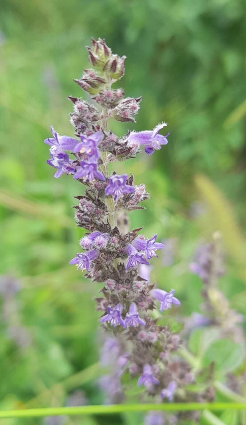 Cantinoa mutabilis flower