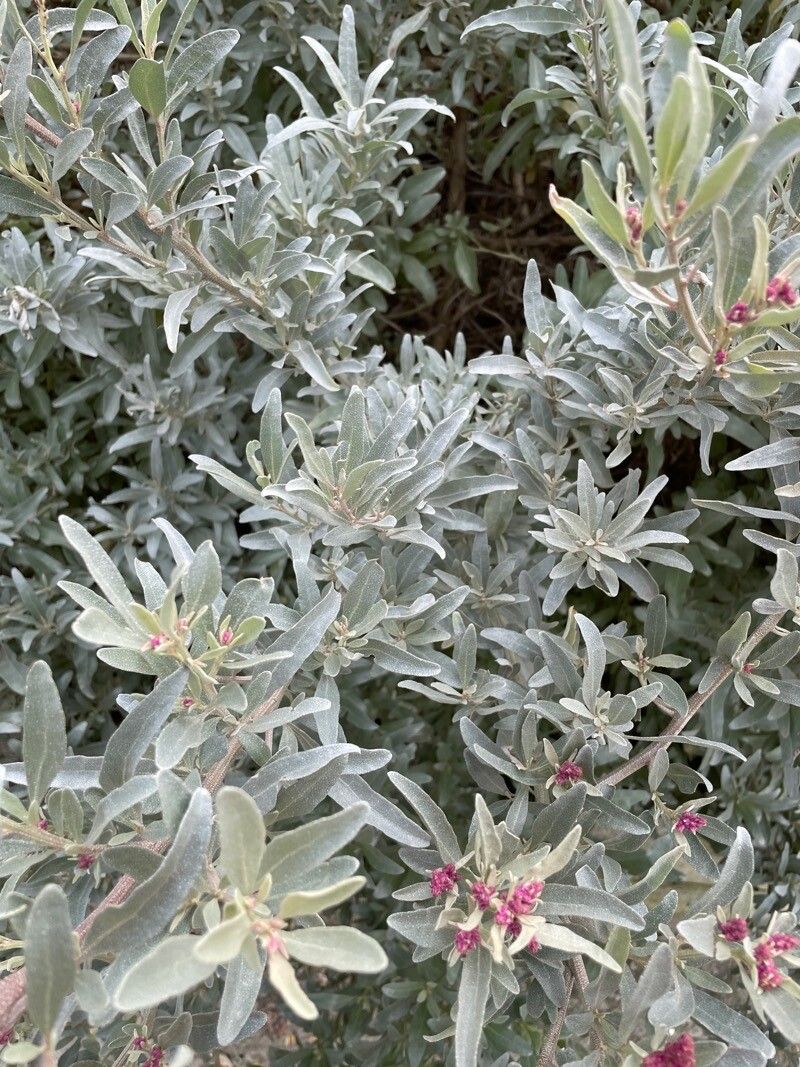 Atriplex cinerea leaf