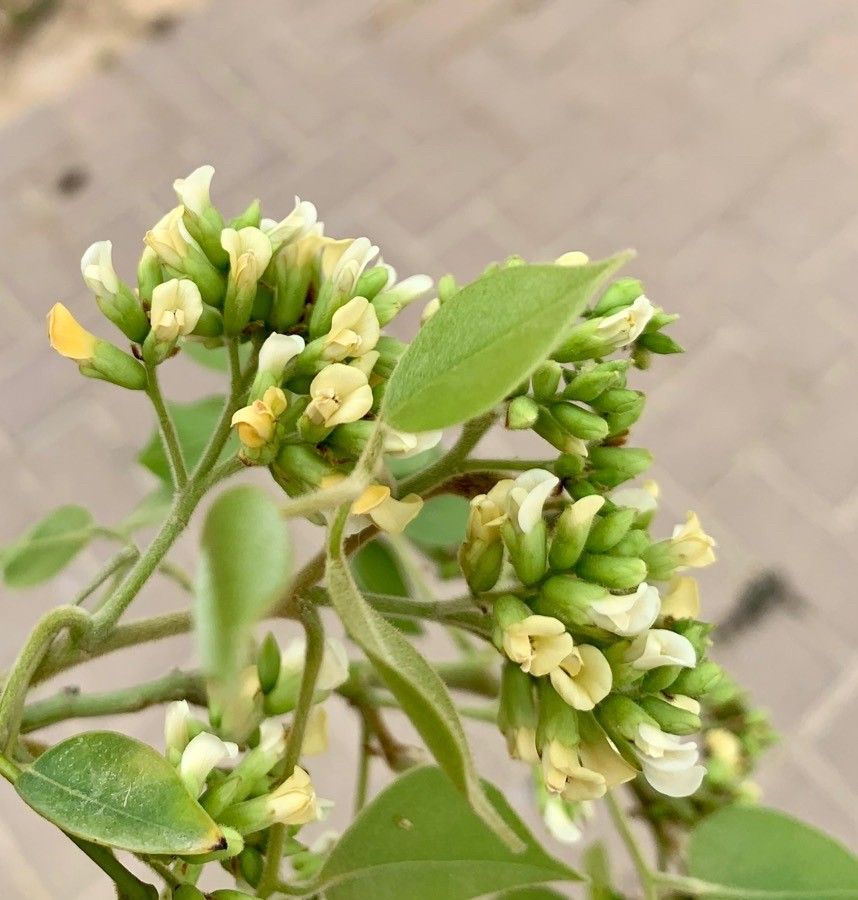Dalbergia sissoo flower