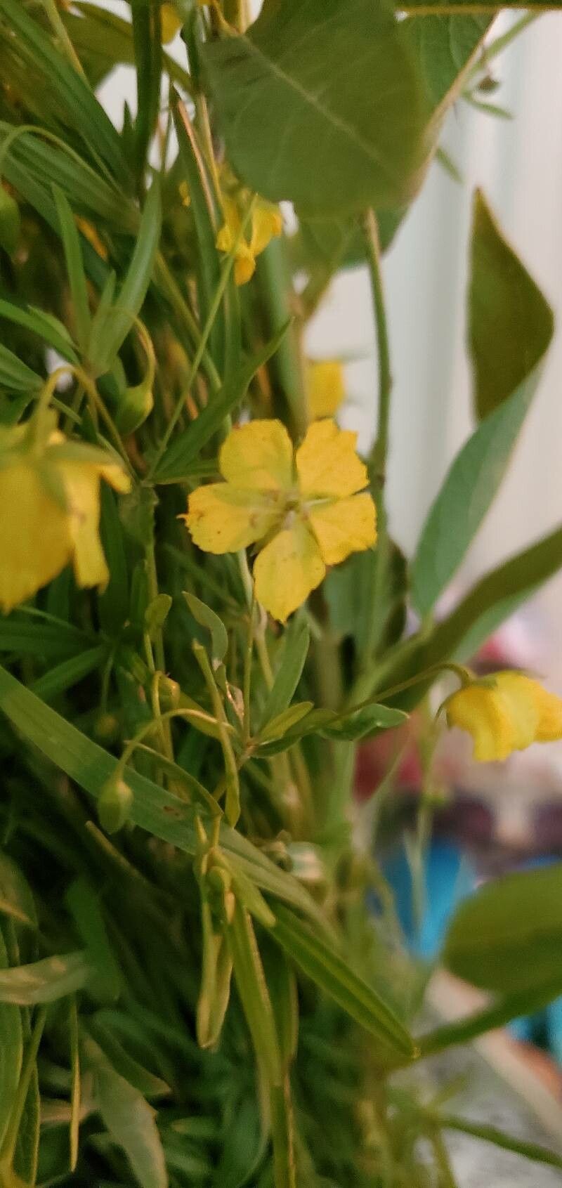 Lysimachia quadriflora flower
