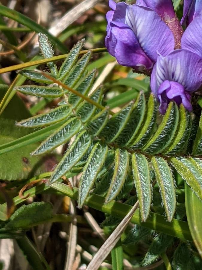 Oxytropis montana — houseplant care guide