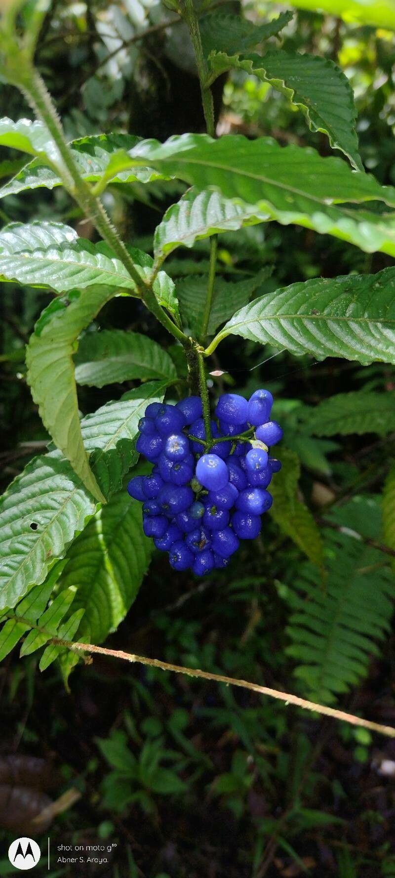 Palicourea cyanococca fruit