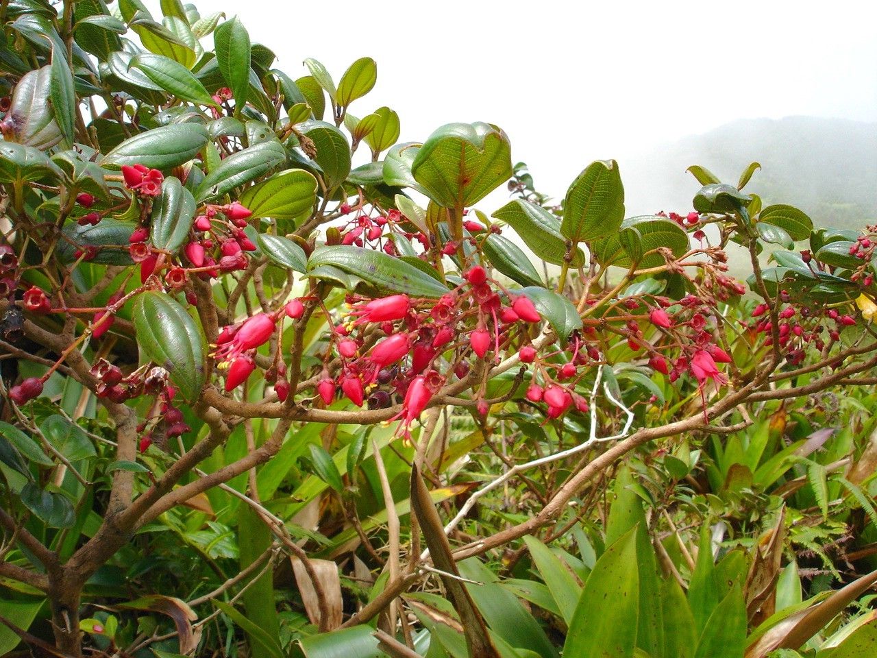 Miconia coccinea fruit