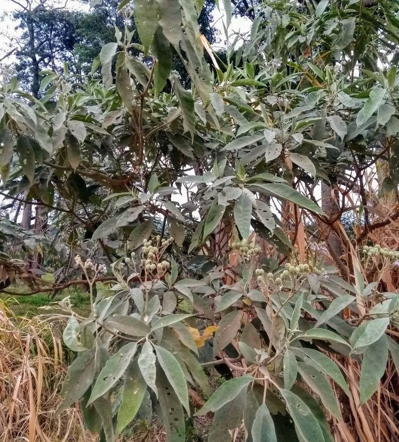 Solanum scuticum habit