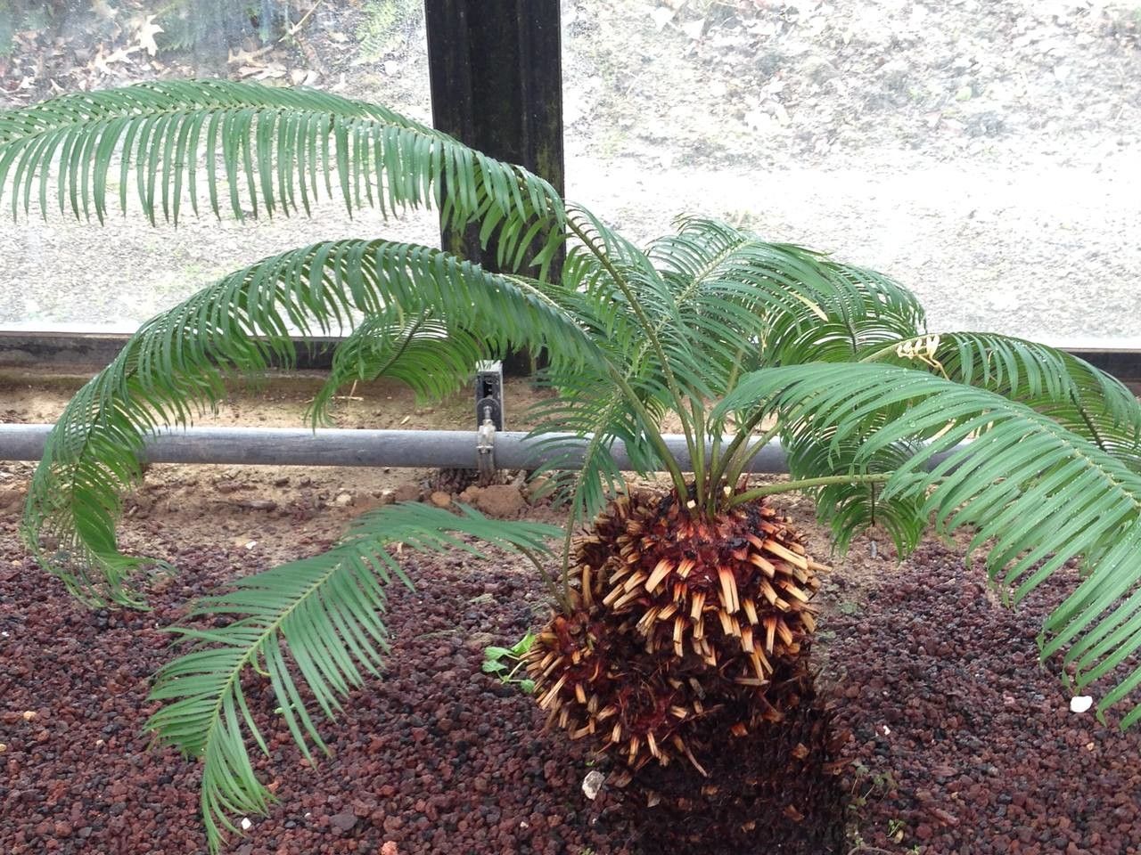 Cycas taitungensis habit