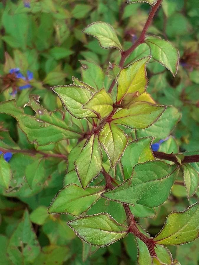 Ceratostigma willmottianum leaf