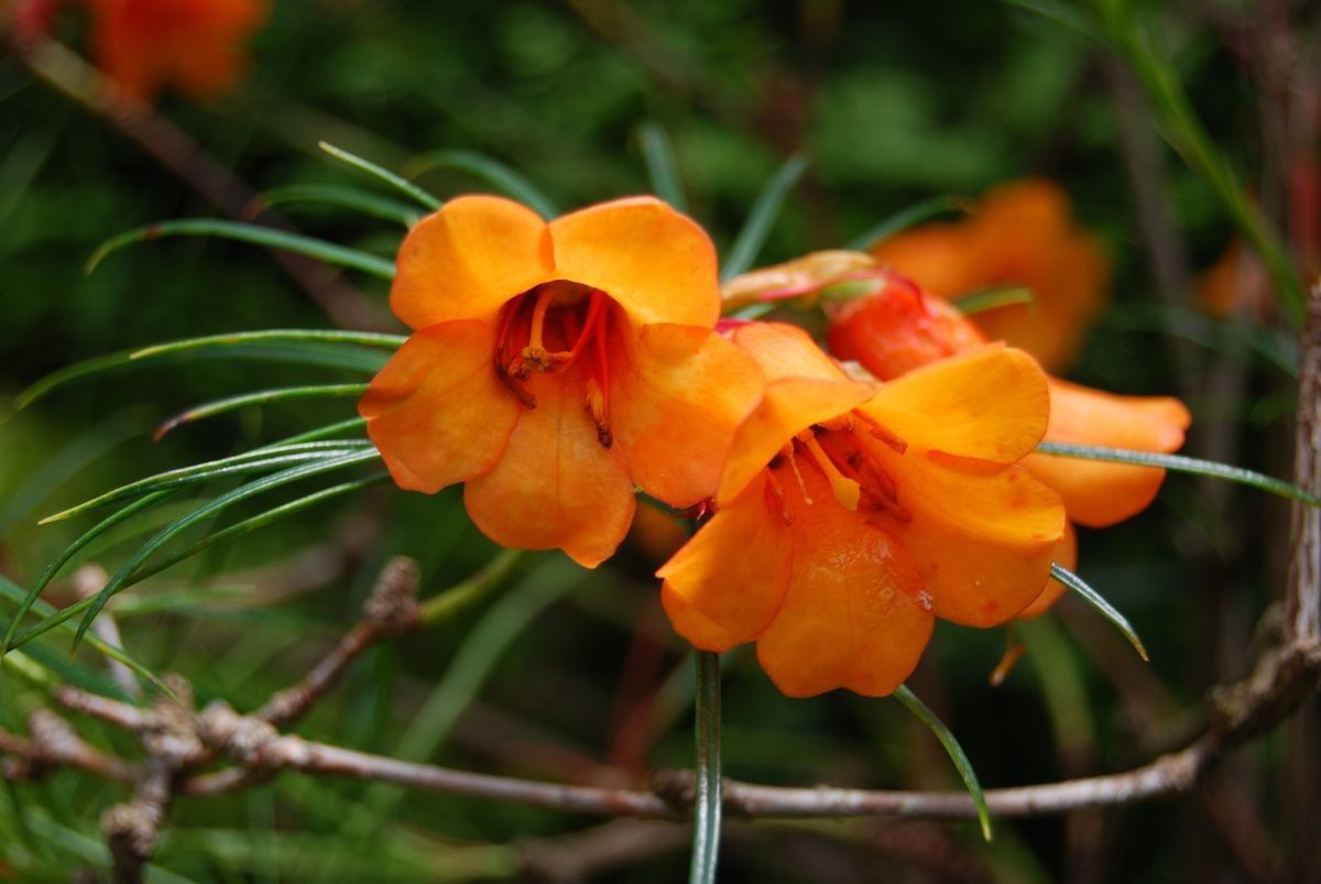 Rhododendron stenophyllum flower