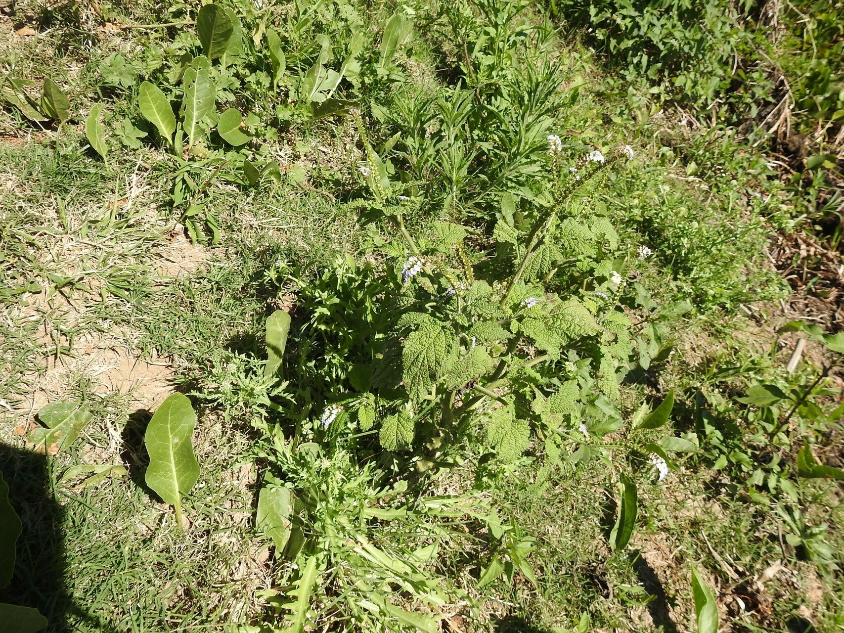 Heliotropium elongatum habit