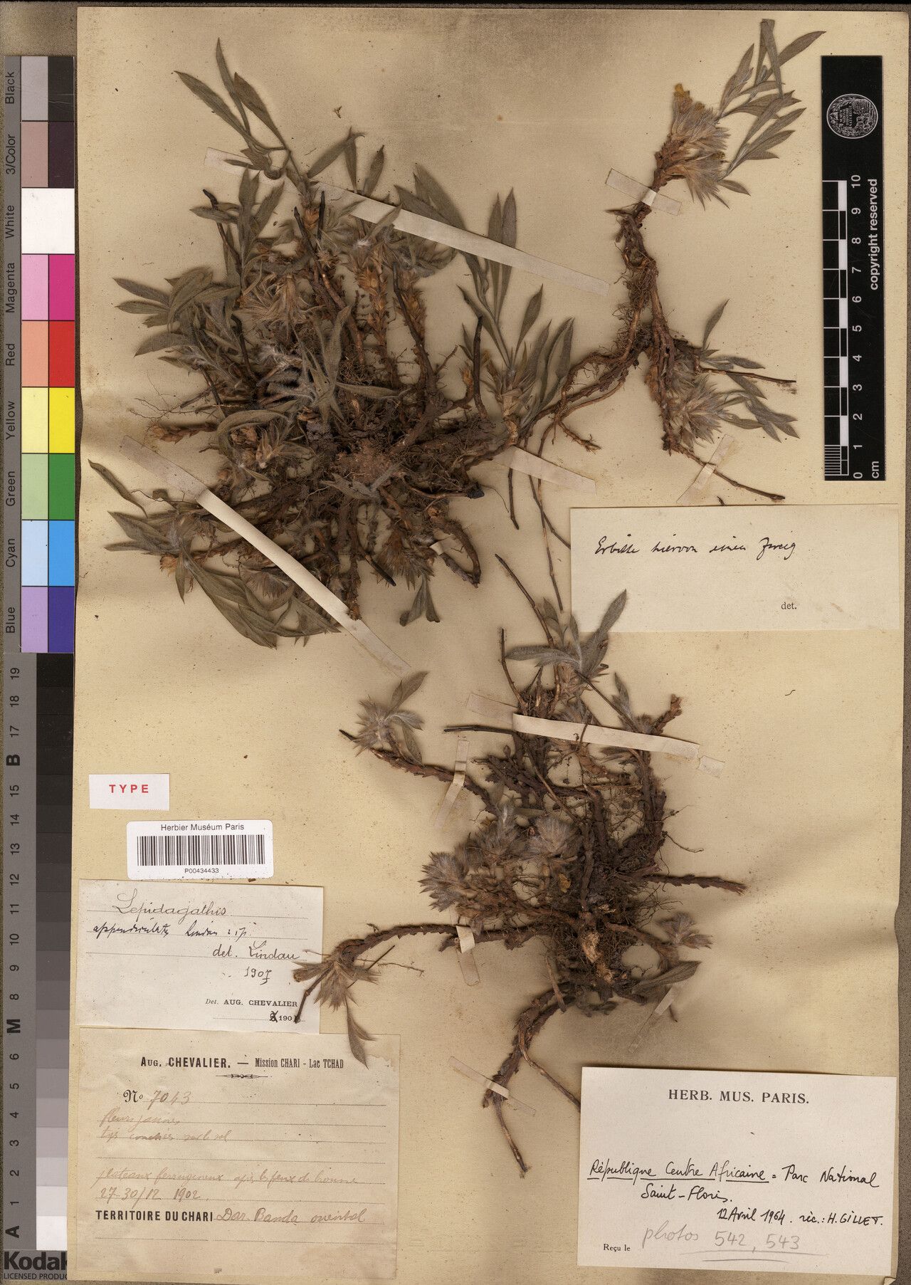 Lepidagathis appendiculata — related species from the same genus