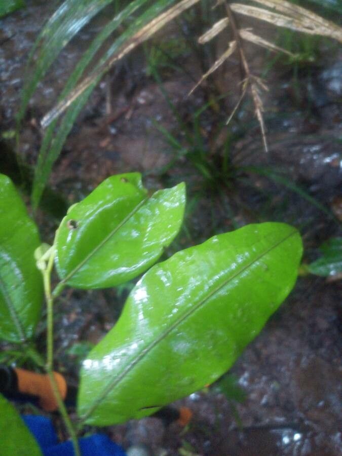 Swartzia arborescens — houseplant care guide