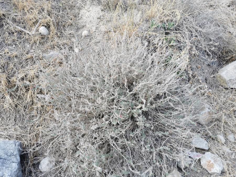 Echium angustifolium habit