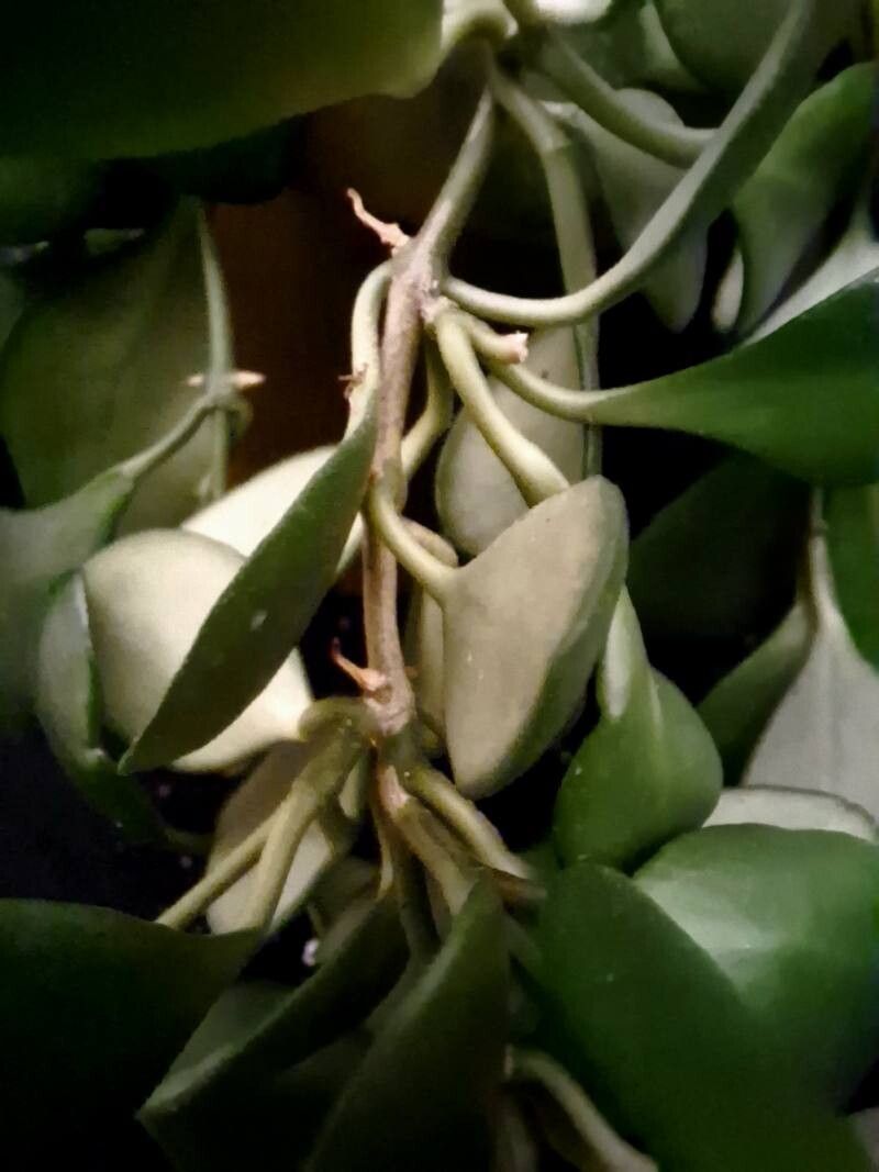 Hoya heuschkeliana bark