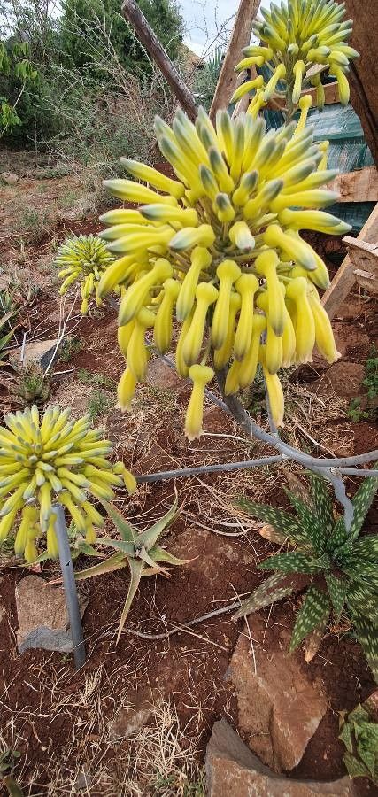 Aloe lateritia flower
