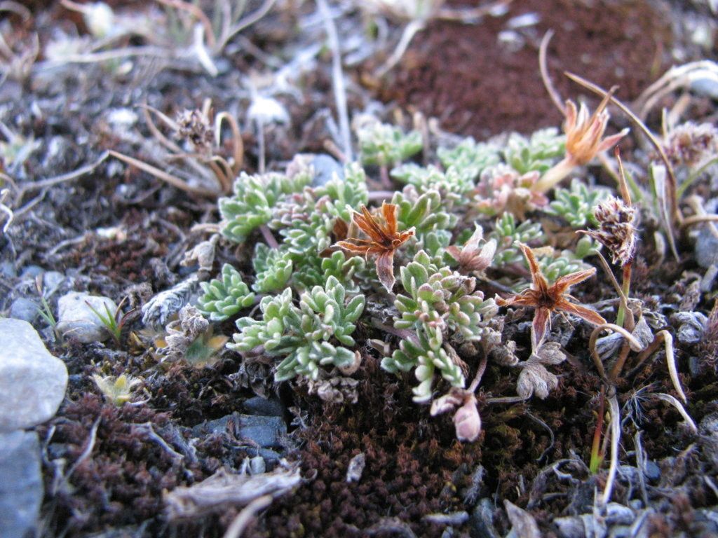 Geranium ruizii — houseplant care guide