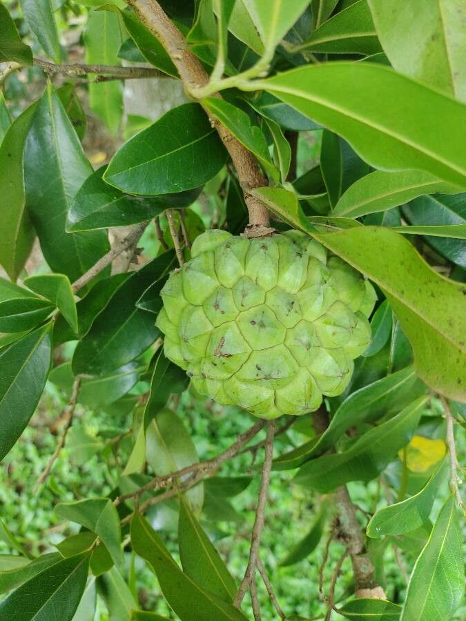Duguetia lanceolata fruit
