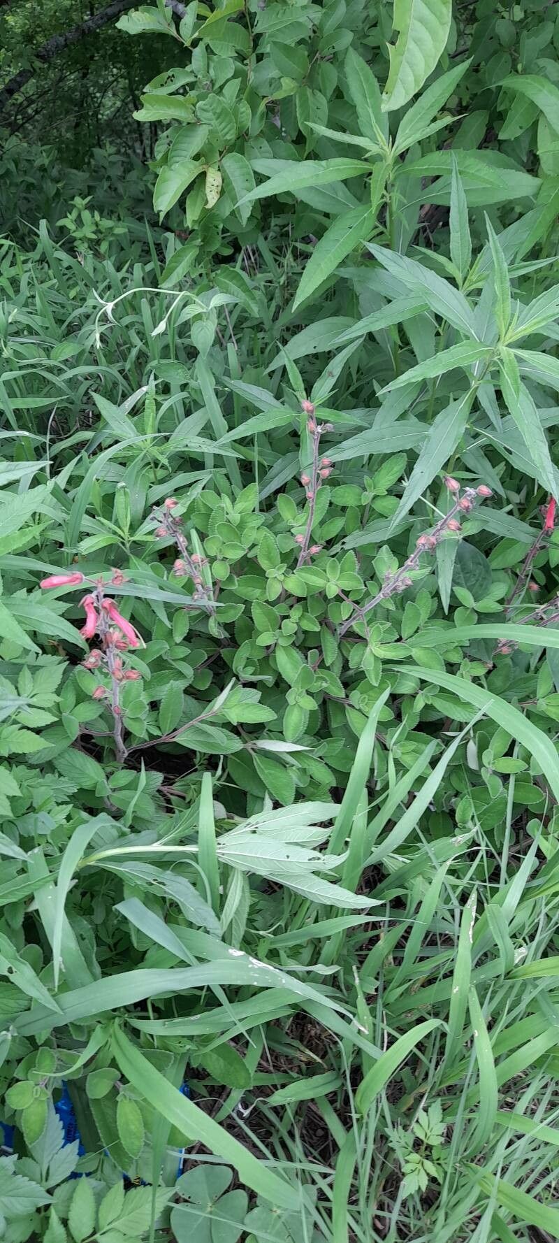 Sinningia warmingii habit