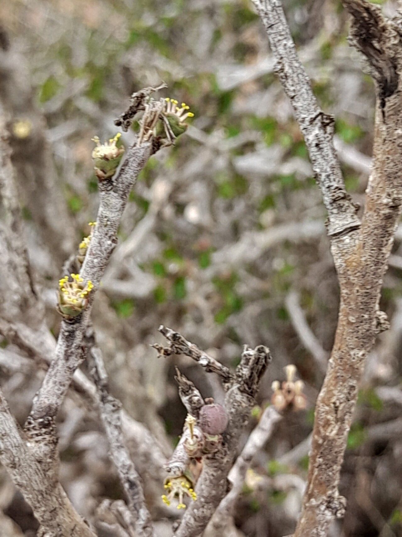 Euphorbia subpeltatophylla bark