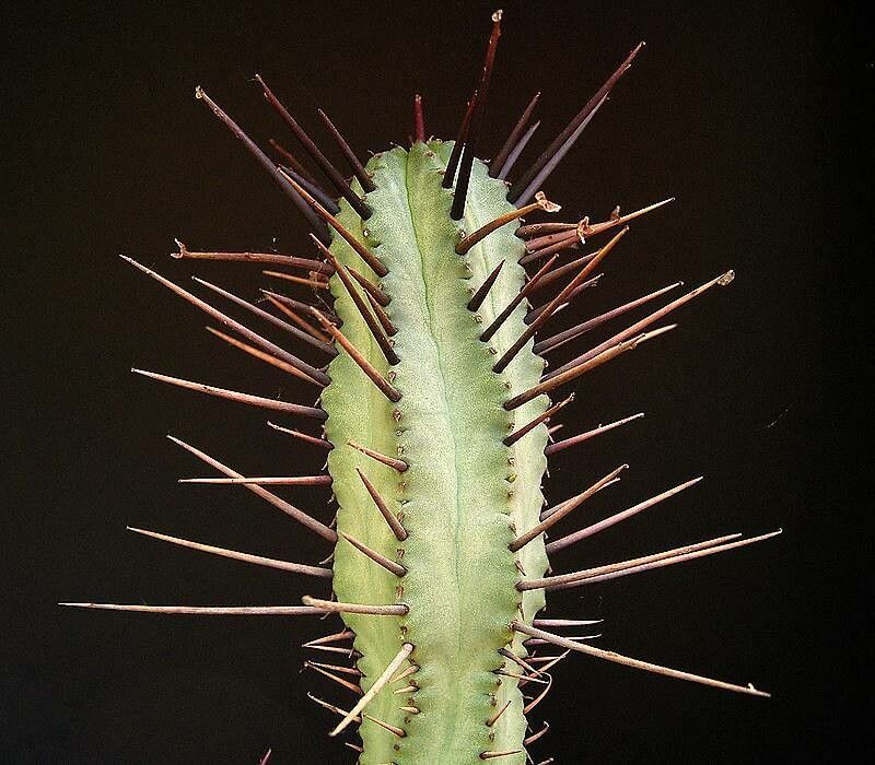 Euphorbia pentagona — houseplant care guide