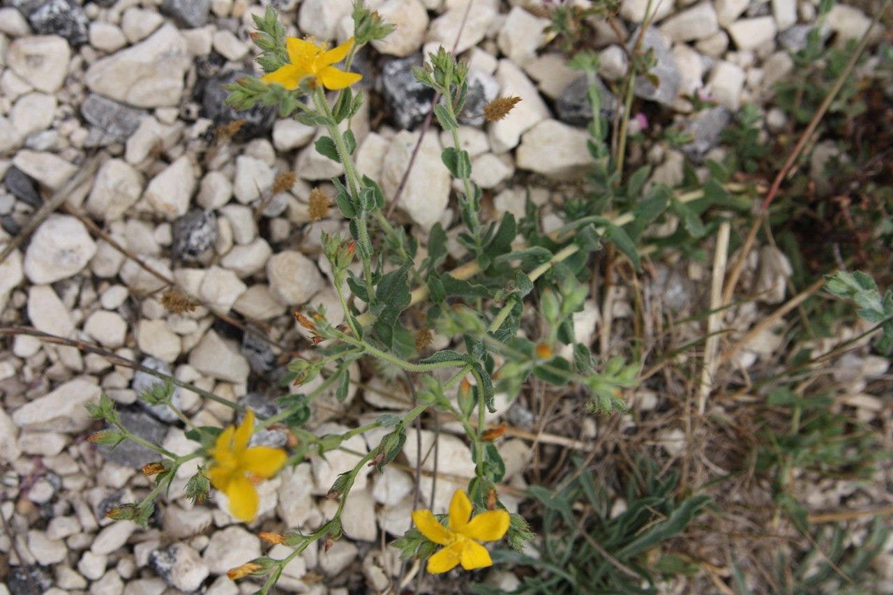 Hypericum pubescens habit