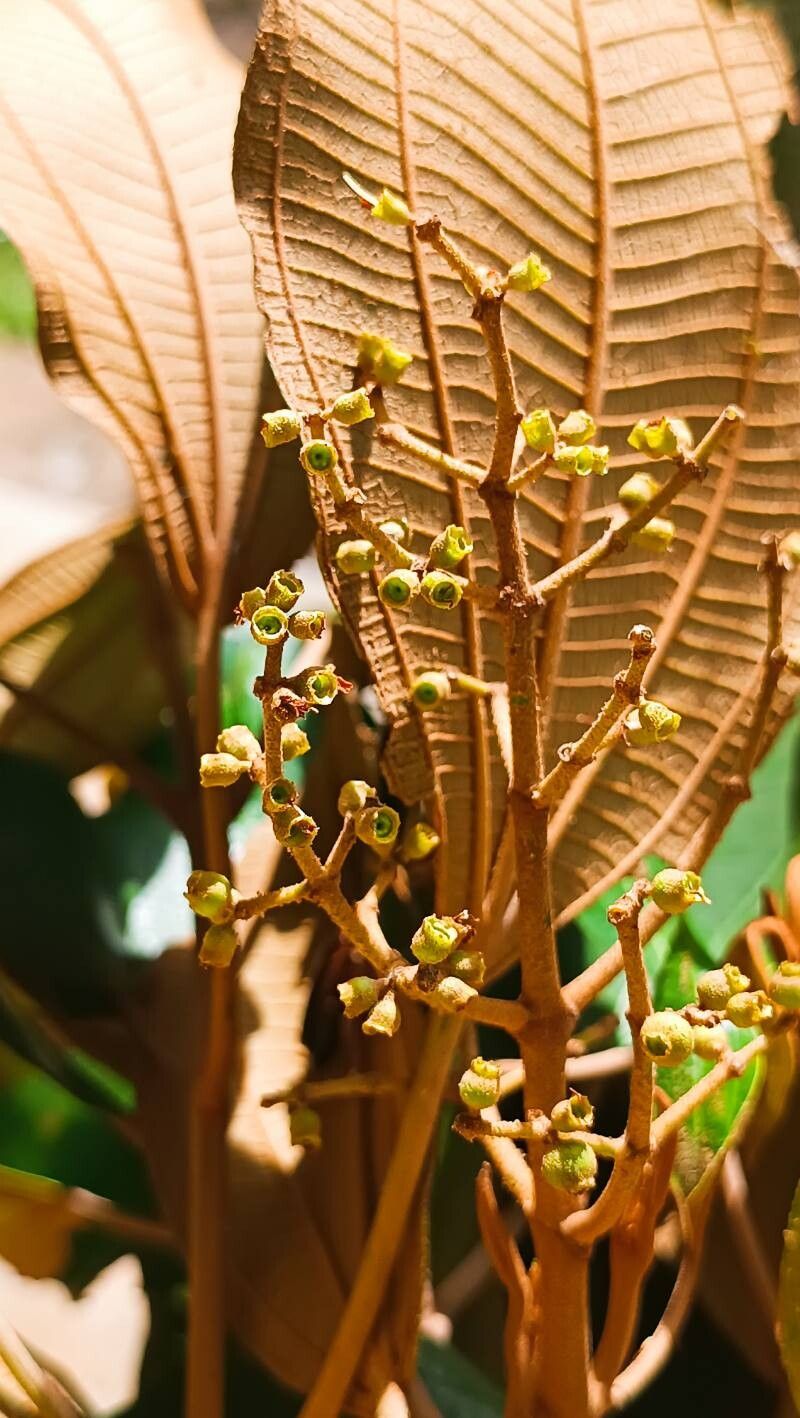 Miconia tabayensis — houseplant care guide