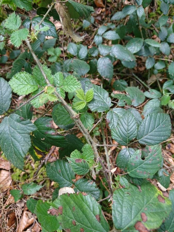 Rubus senticosus — houseplant care guide