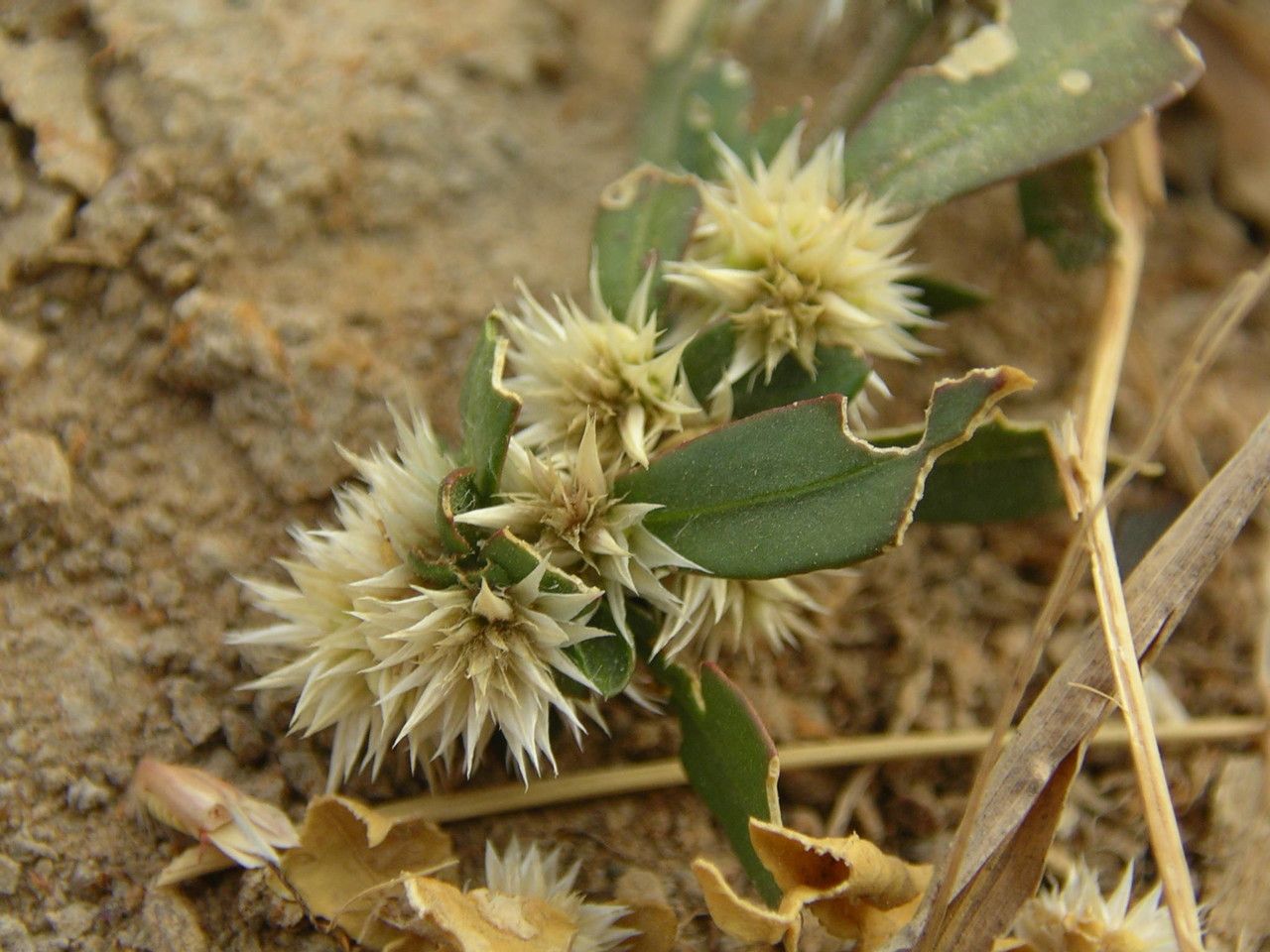 Alternanthera nodiflora — search result for 'Alternanthera'