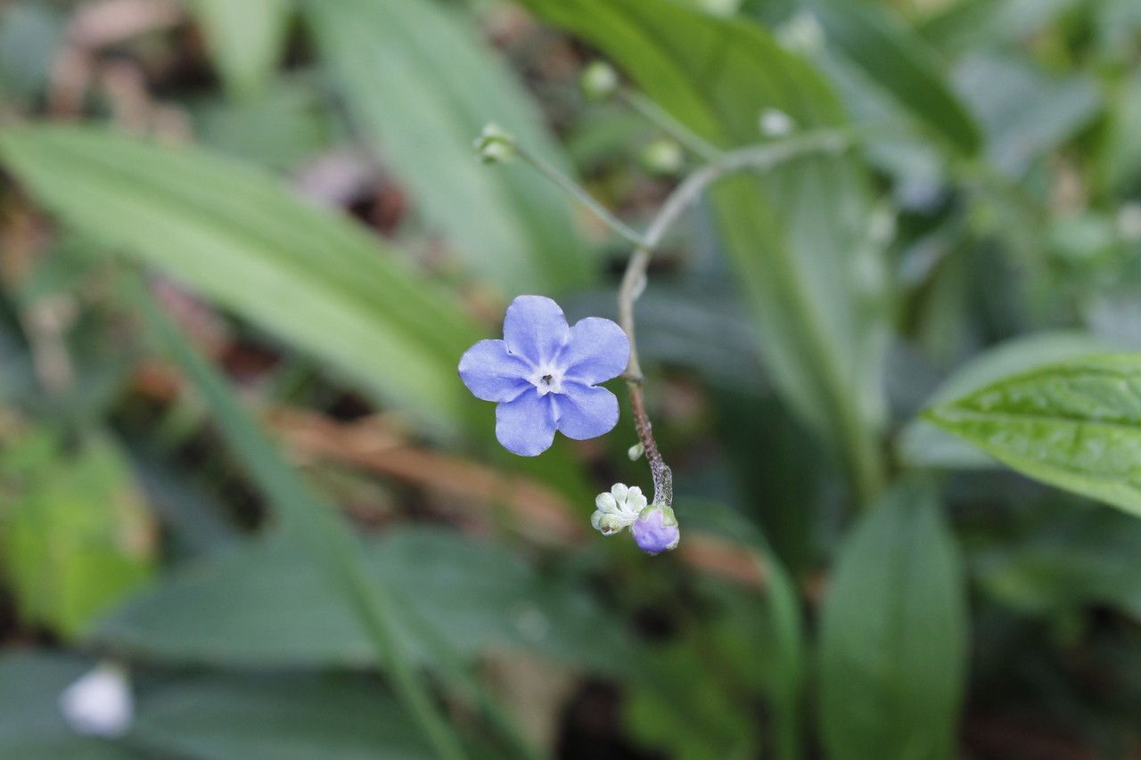 Omphalodes nitida flower