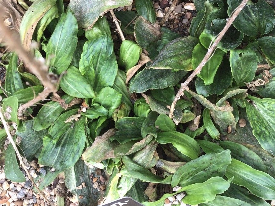 Veronica gentianoides