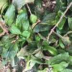 Veronica gentianoides