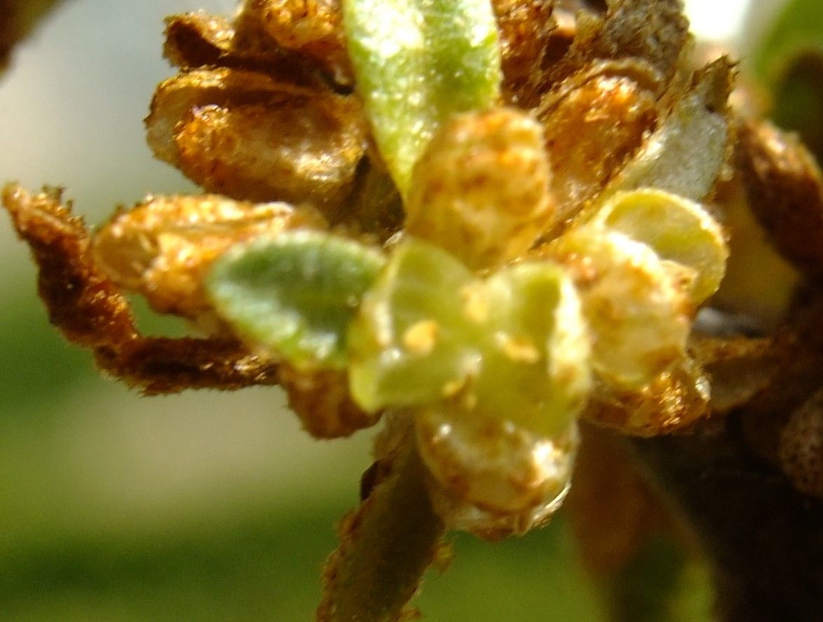 Elaeagnus rhamnoides flower
