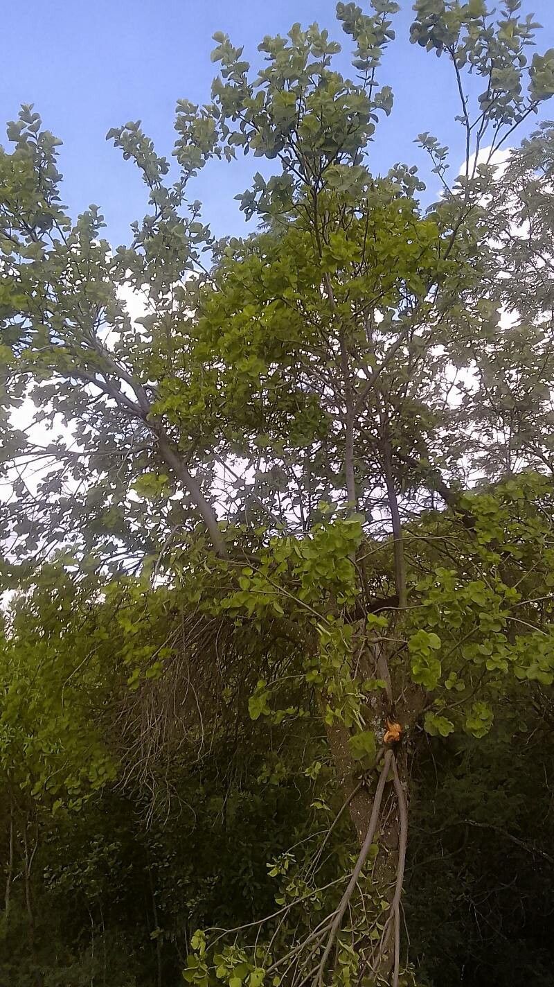 Dombeya kefaensis — search result for 'Dombeya'