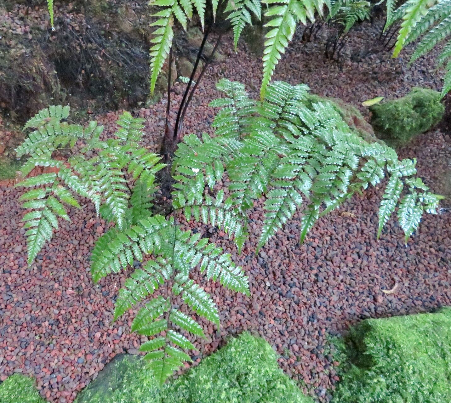 Gymnosphaera salvinii — houseplant care guide