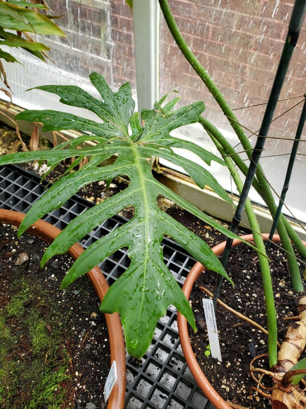 Philodendron grandifolium leaf