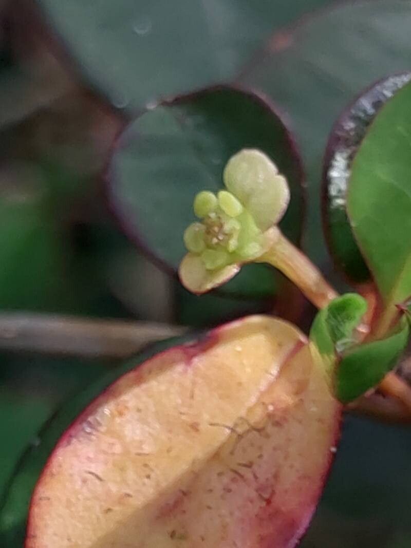 Euphorbia tetraptera flower