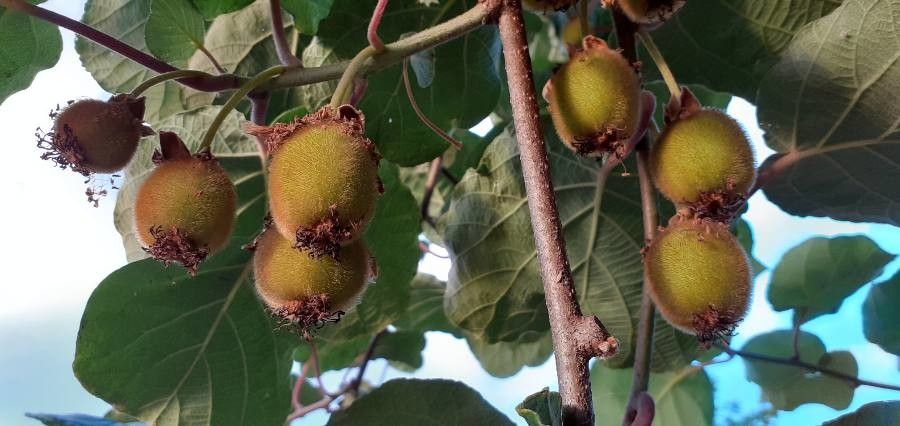Actinidia deliciosa fruit