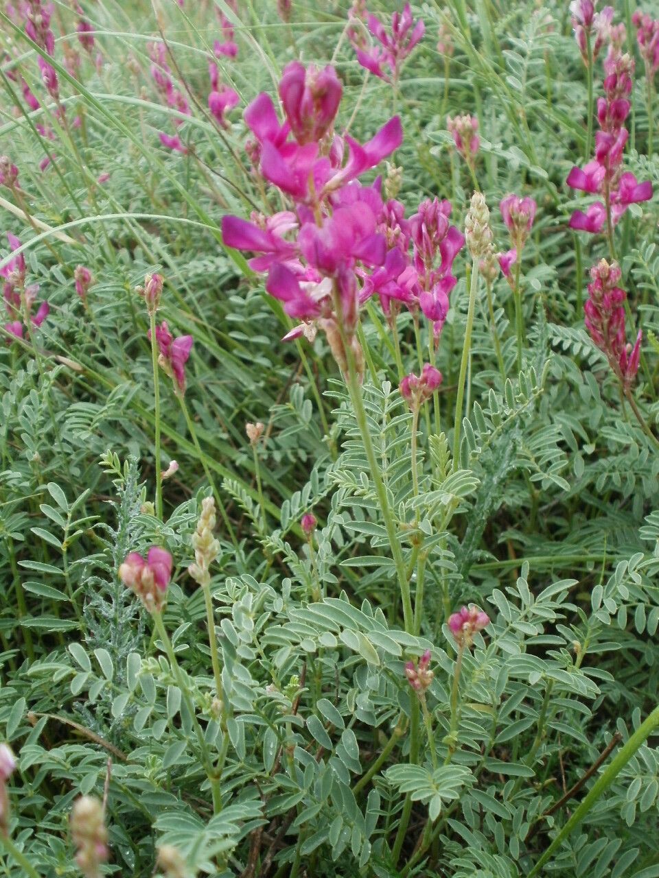 Hedysarum tauricum habit
