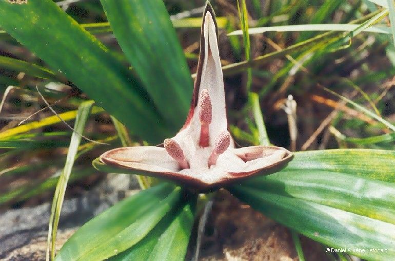 Freycinetia spectabilis flower