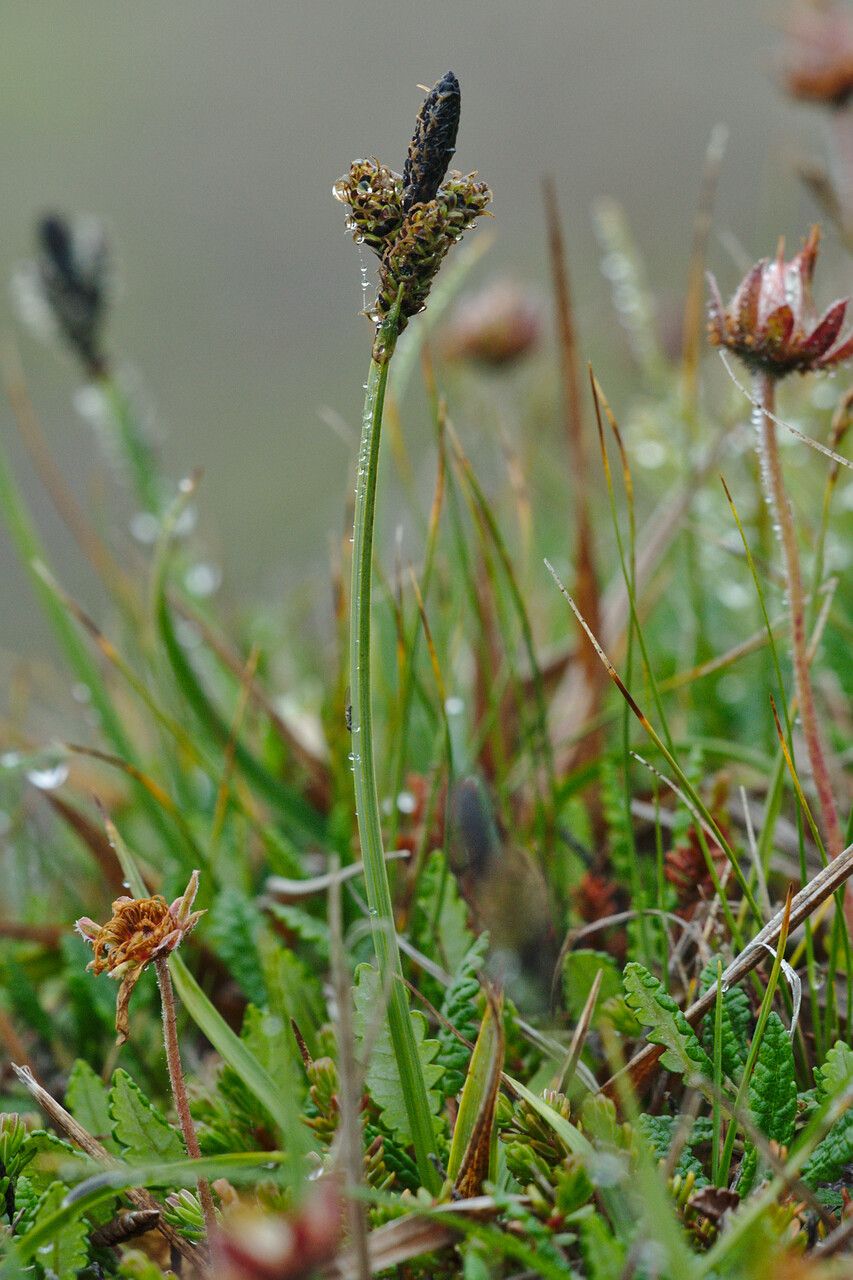 Carex bigelowii — houseplant care guide