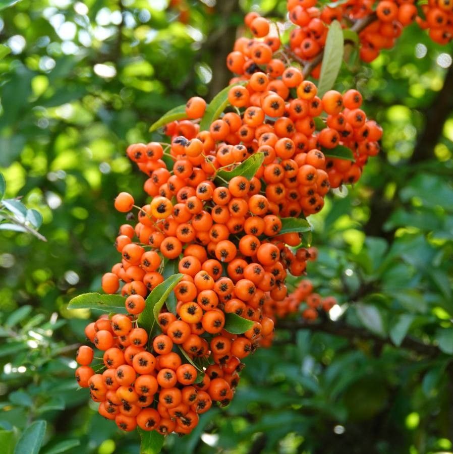 Pyracantha crenulata fruit