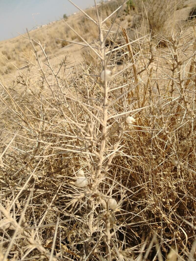 Astragalus armatus fruit